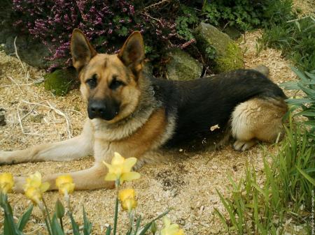 mon chien
